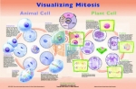 Poster: Visualizing Mitosis (Laminated)