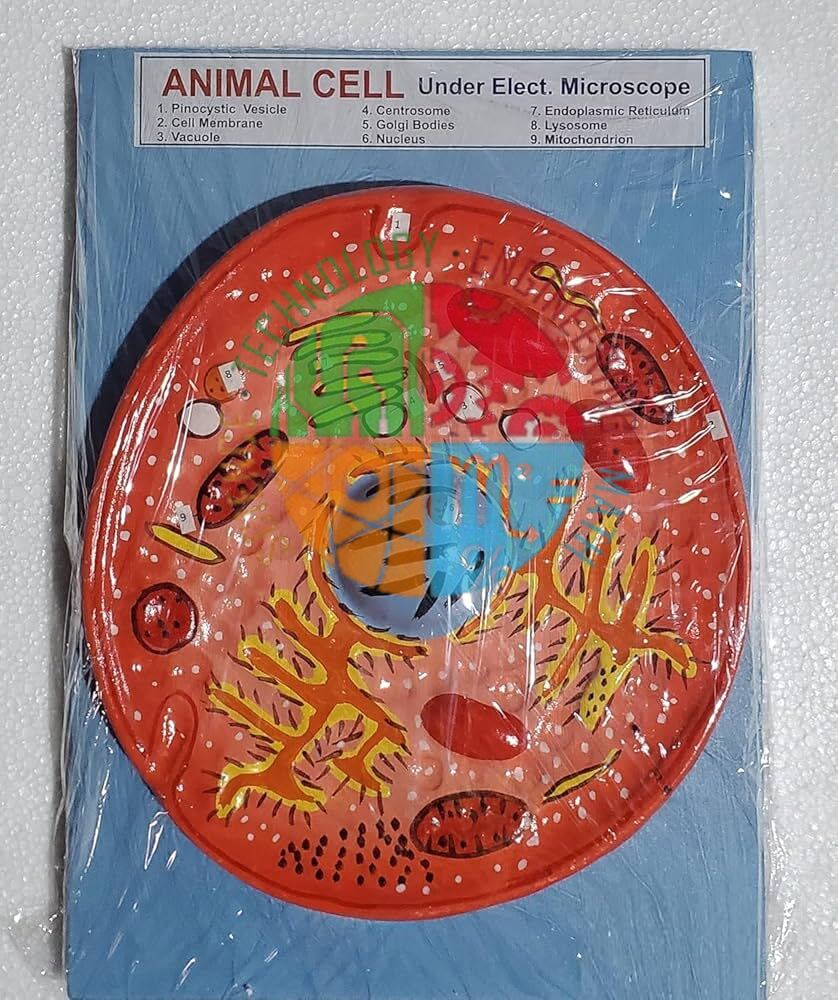 Animal Cell Model