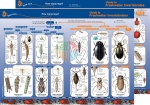 Key to Identifying Water Invertebrates