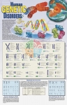 Poster: Human Genetic Disorders (Laminated)