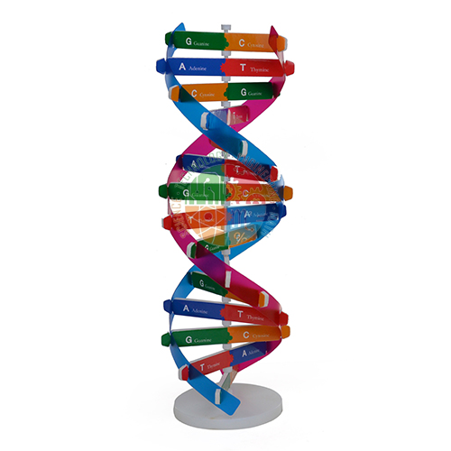 DNA Activity Model