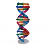 DNA Activity Model