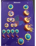 Meiosis Model